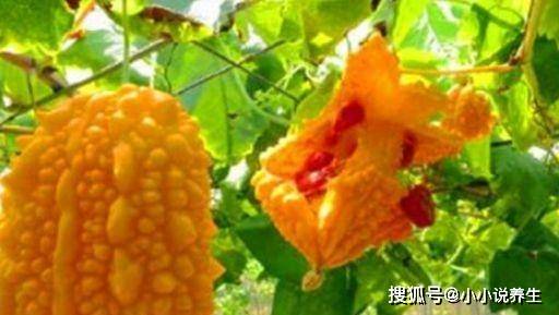 哪些食物可以消炎抗菌呢 e9890d0fc21e457fafacf8fa68a6f47d.jpeg