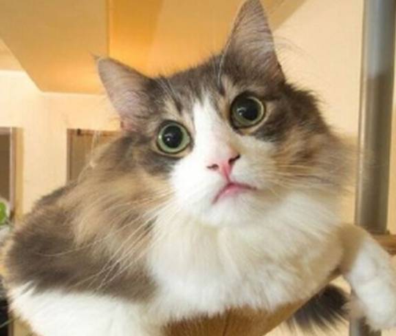 猫咪养猫的铲屎官得知道，4种强势猫咪，让家里面的其他宠物没地位