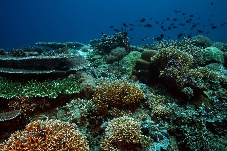 世界上最著名的珊瑚岛图片