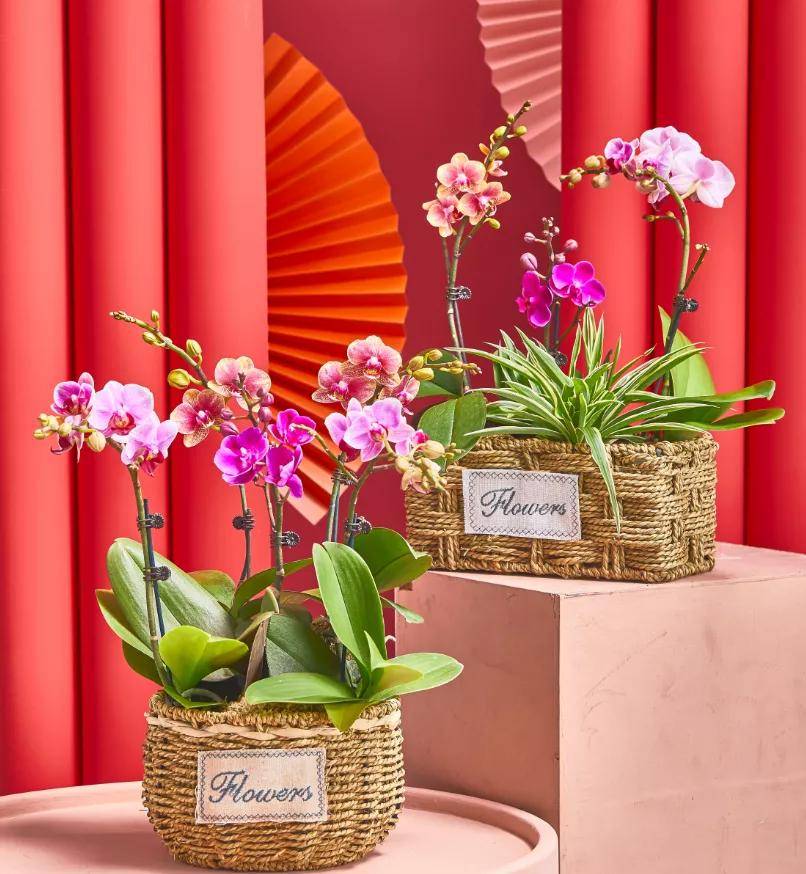 年宵花 组合盆栽 新年花店最火爆的经营攻略 植物 花卉 销售