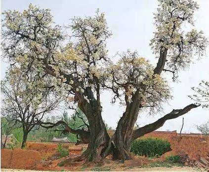 生命之果 文冠果 冠花 森登 菩提树