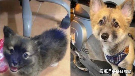 名字网友买了只灰黑色柯基，一年后居然变成了白色，用漂白液洗的？