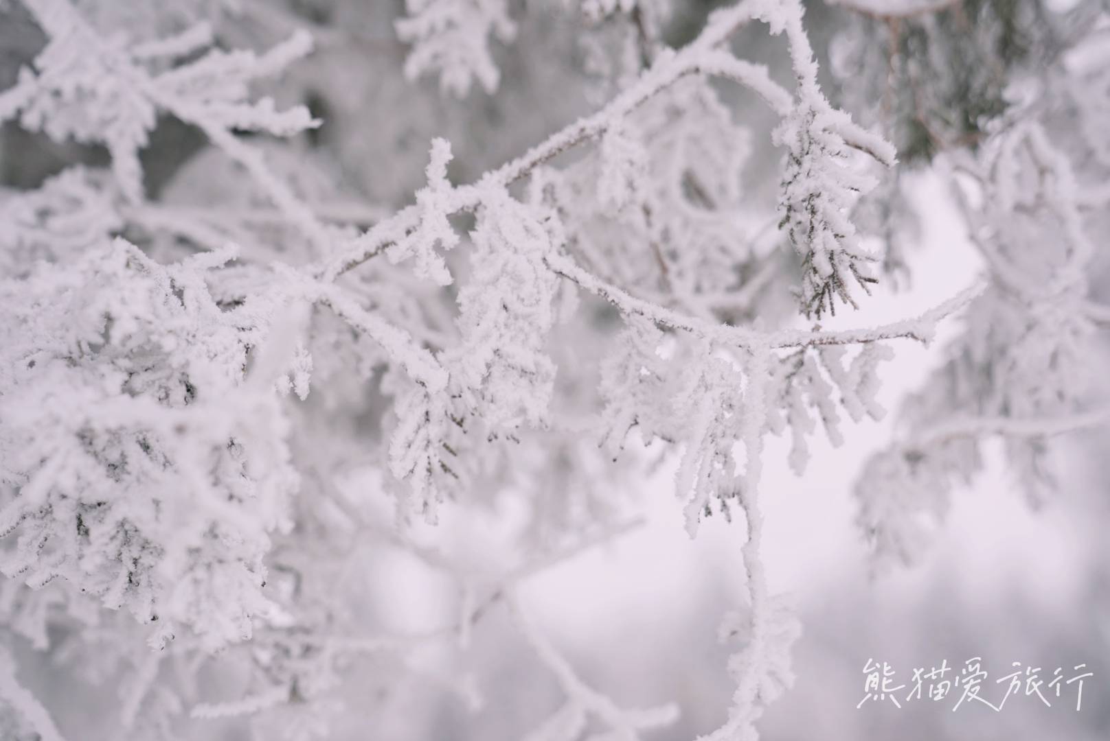 森林|跨年春节遛娃好去处，郑州伏羲山云上牧场喂小鹿嗨玩冰雪