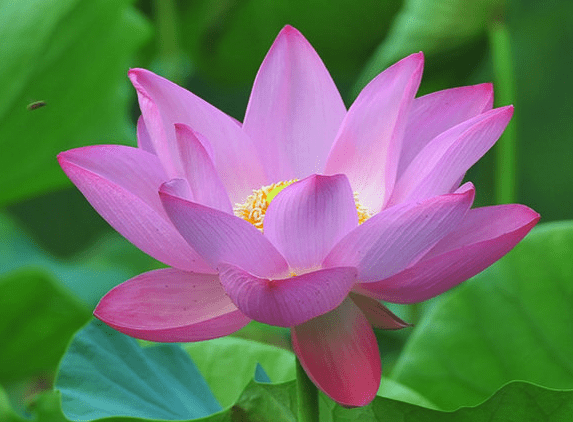 12月27日开始 4属相运势上涨 桃花旺盛 喜事接二连三 事业 财运 生肖