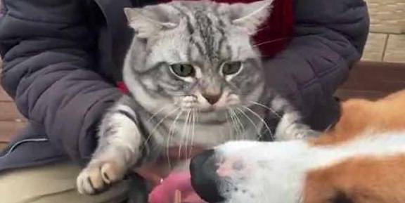猫咪|头铁狗狗抢零食，猫咪瞬间被气疯，表情笑趴铲屎官！