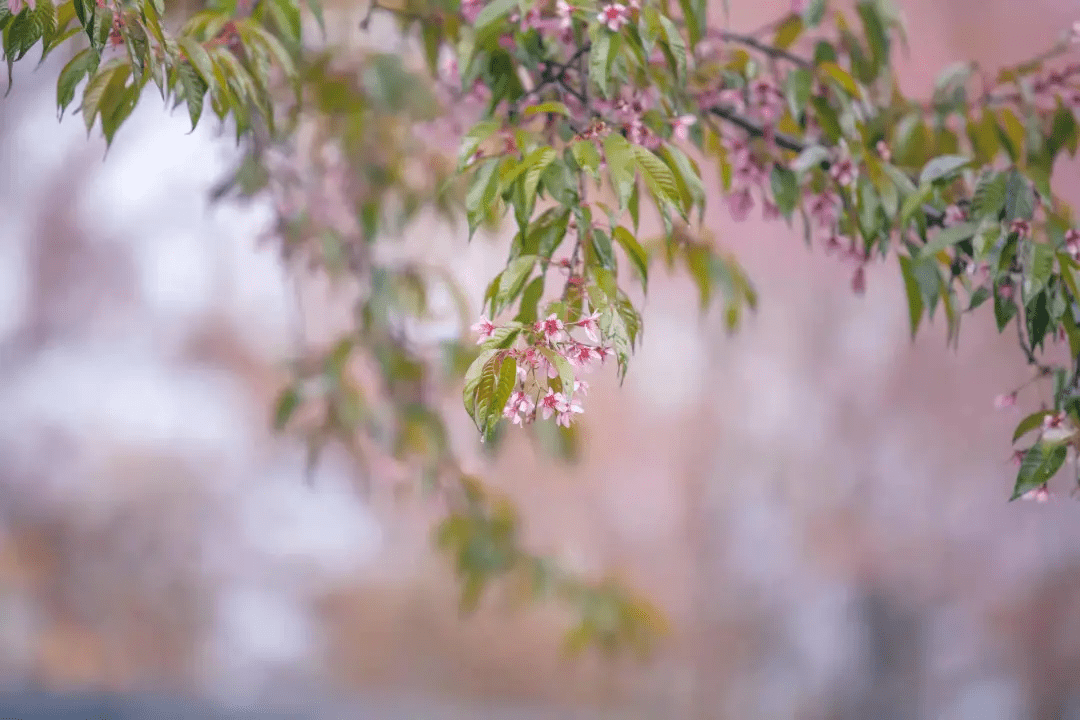 瑞邦|腾冲周边游丨冬日游樱花谷