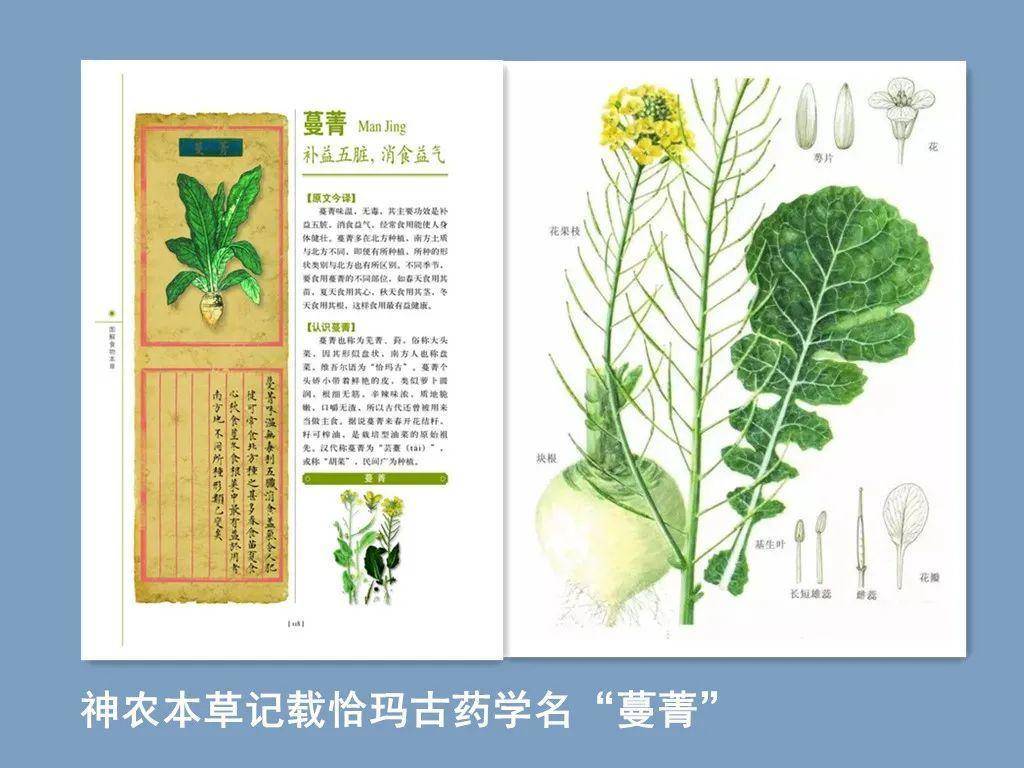 新疆圣泉,长寿圣果牌恰玛古_柯坪_食用_营养