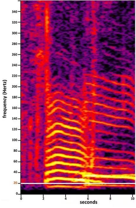人体|包租婆的狮吼功成为现实？ ——次声波的秘密
