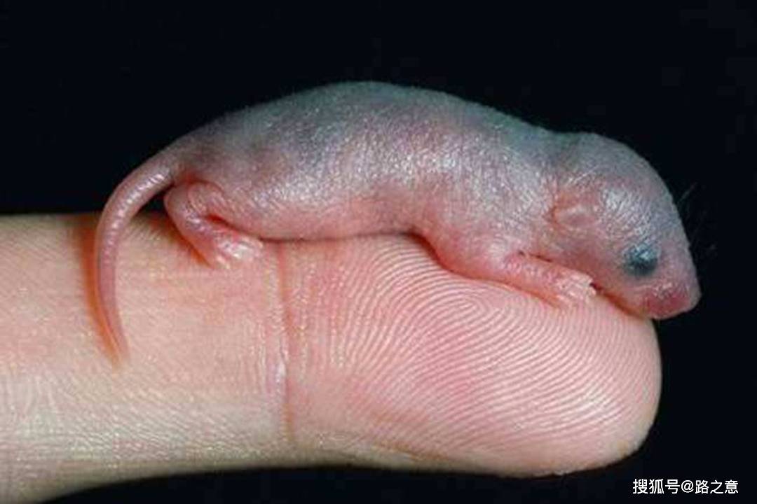 因为一盘浑身通红,两眼未睁,蠕蠕而动的小老鼠被端上桌后,老饕用筷子