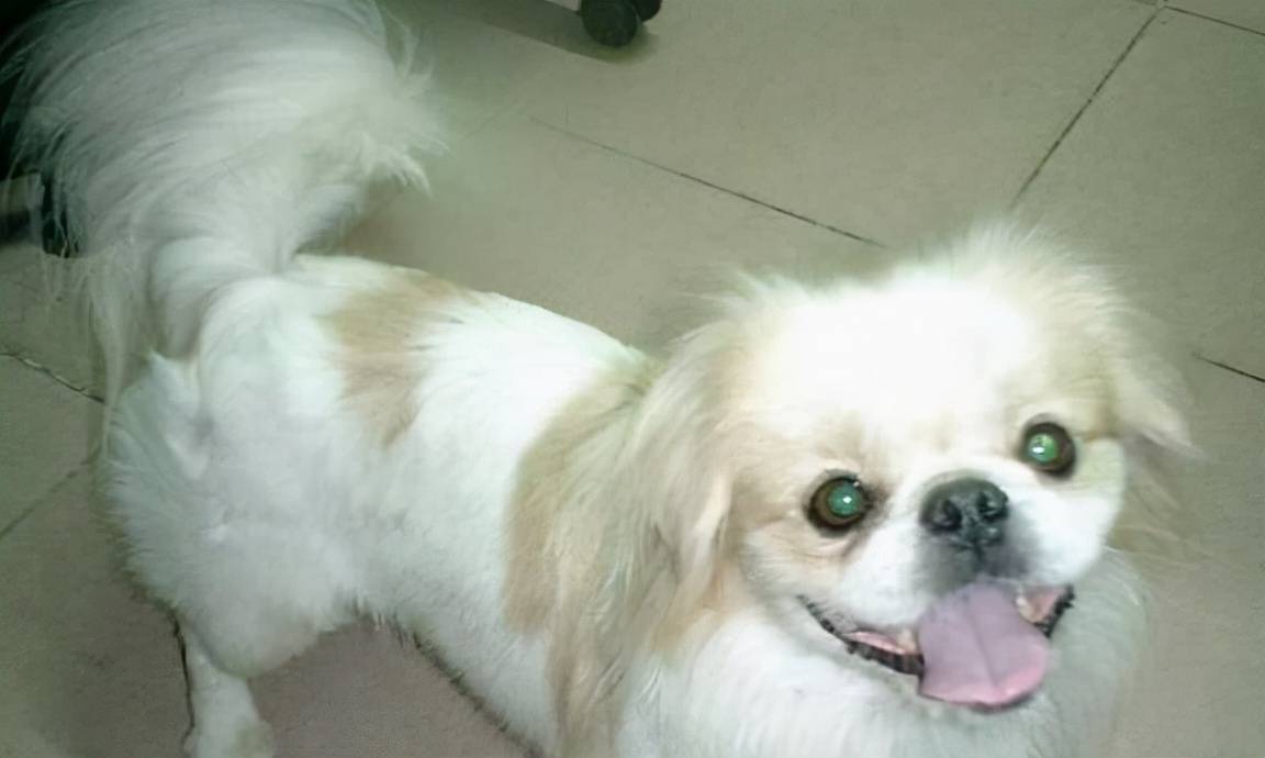 1983年四川一条京八狗开口说话被研究所买去这是真还是假