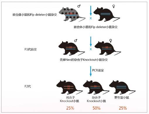 飞凡检测es基因打靶小鼠模型之完全性基因敲除小鼠