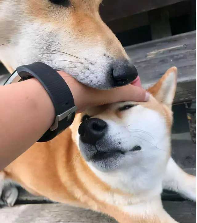 奖励|抚摸狗狗脑袋时，其实它并不是在表达爱意!