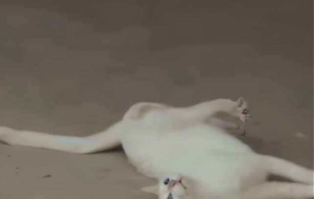 白猫|《当家主母》小白猫惨死，剧组发声明回应，网友为何却不认同？