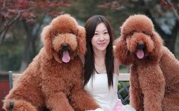 泰迪犬和贵宾犬有什么区别呢 美容 修剪 名字