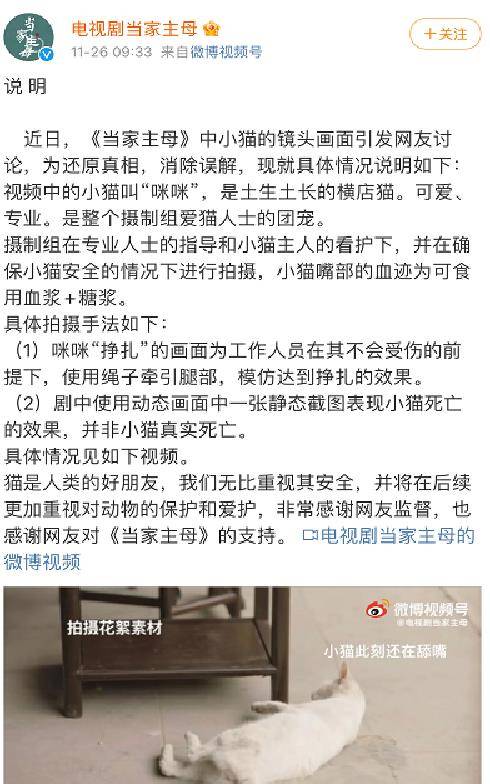蒋勤勤|《当家主母》被曝虐猫，为拍戏把猫伤害致死！剧组公开真实情况！