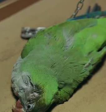 白猫|《当家主母》疑毒杀猫，官方解释太苍白，网友：这不是第一次了