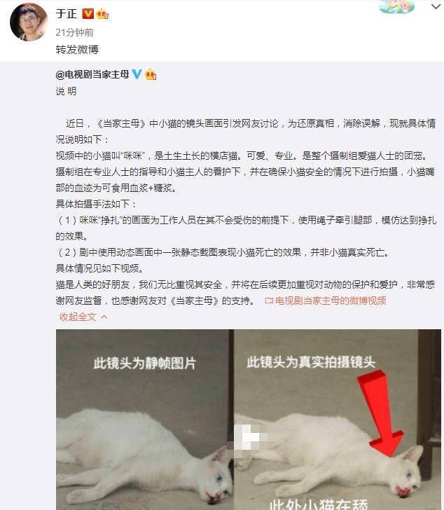 白猫|《当家主母》猫的演技都这么到位了吗，抽搐动作逼真