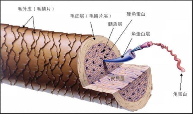 补充发丝间基质，它到底是什么东西？