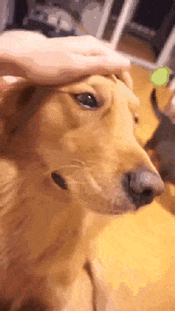 奖励|抚摸狗狗脑袋时，其实它并不是在表达爱意!