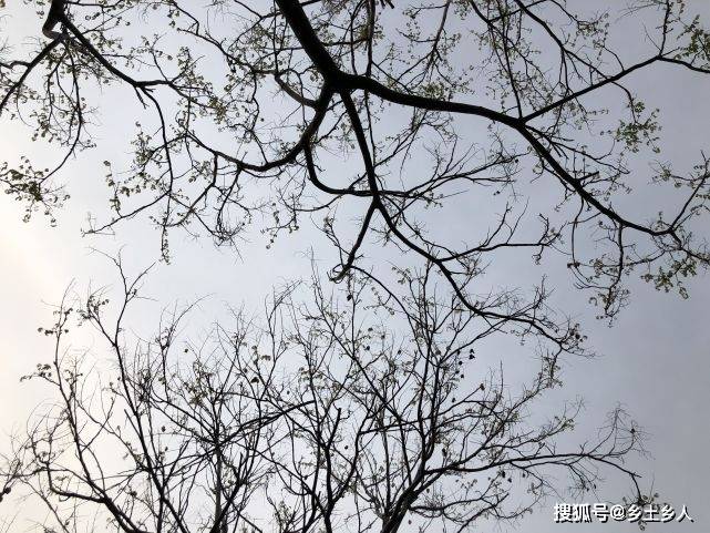 明日冬二九 老人说 明日是 水火俱错 六蛇大会 是啥意思 壬子 天干 日子
