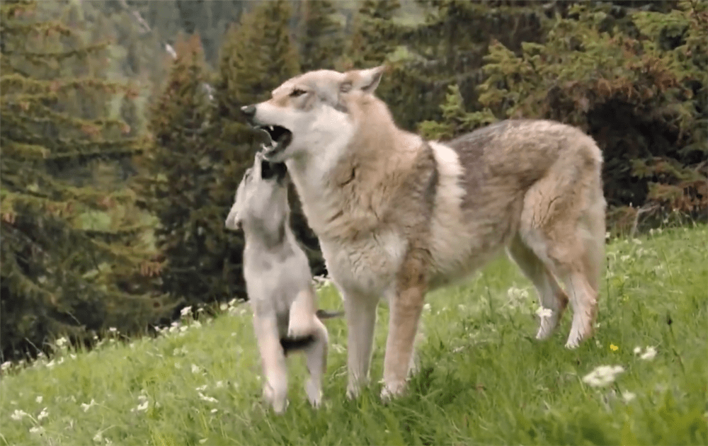 雪山|失去公狼后，怀孕的母狼离开狼群，独自流浪2600里，生下8只幼崽