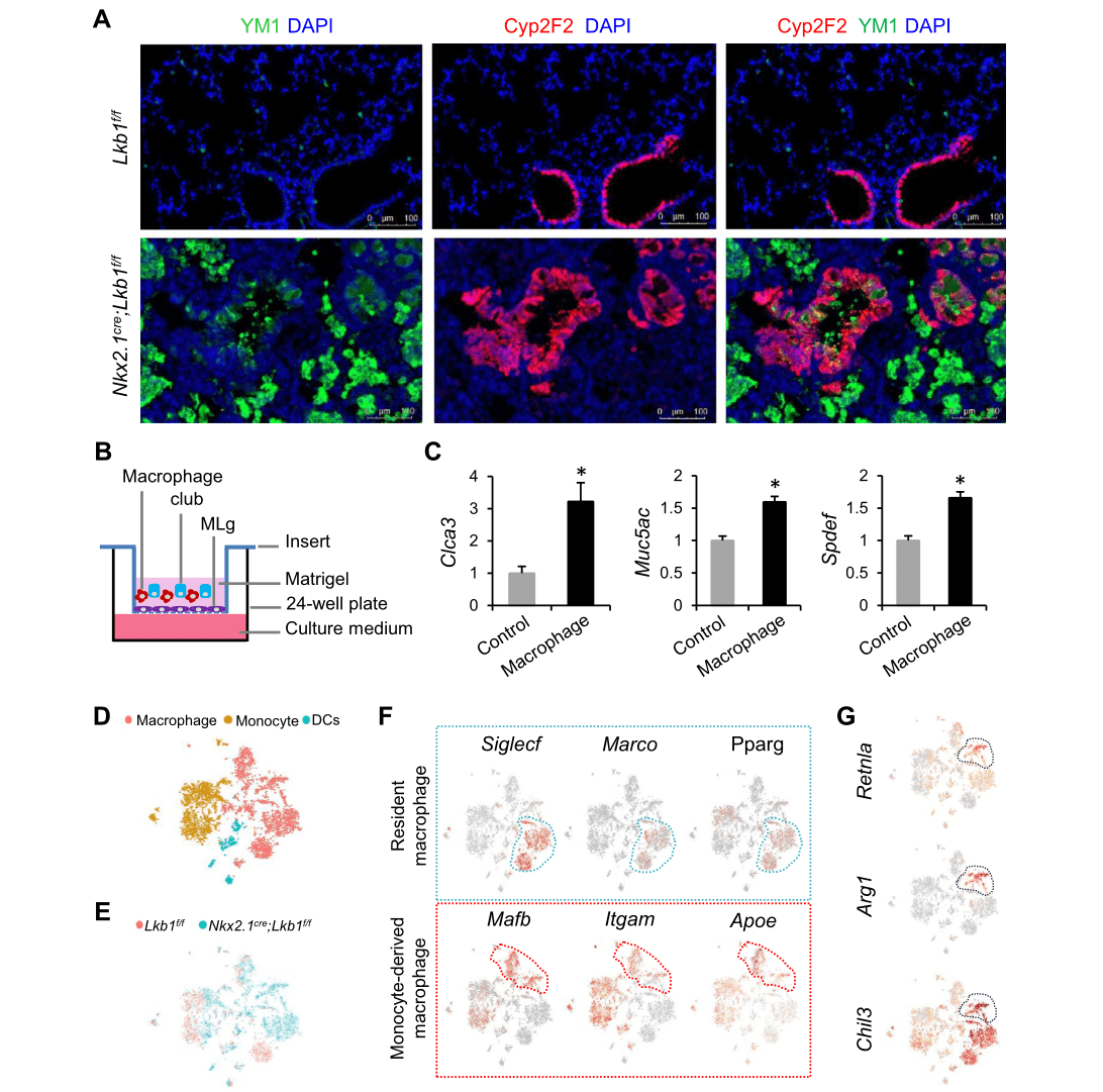 欧易单细胞测序技术助力解析气道gobletcell化生新机制