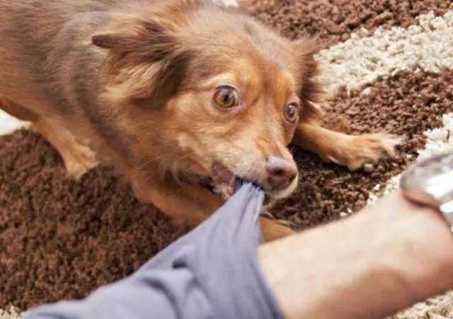 主人|别逃避了!狗狗对你有这些行为，是真的讨厌你了!