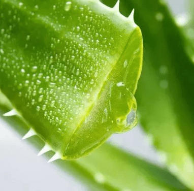 生活芦荟胶的多种使用方式 , 远离皮肤干燥粗糙的困境