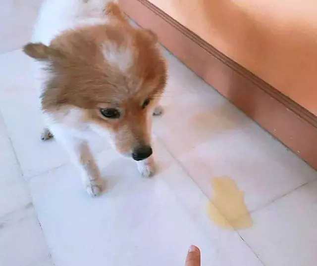 主人|别逃避了!狗狗对你有这些行为，是真的讨厌你了!