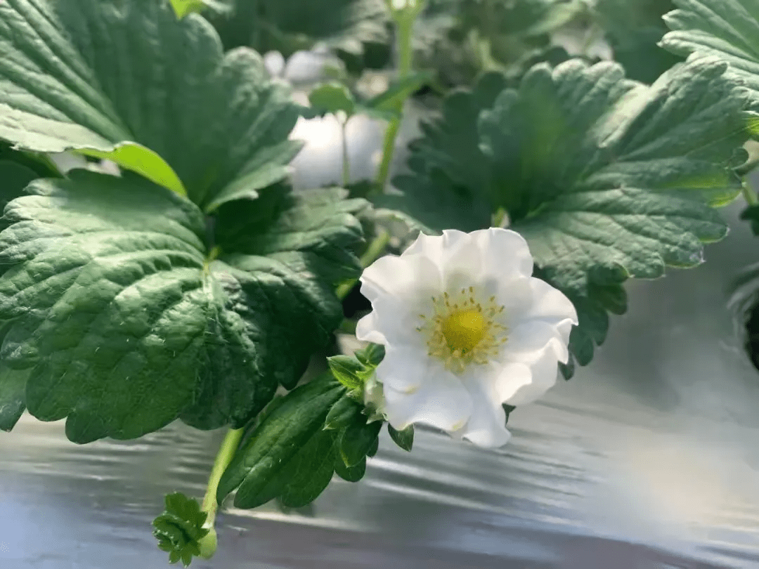 原乡|好吃又好玩，栖花岭草莓采摘一日游