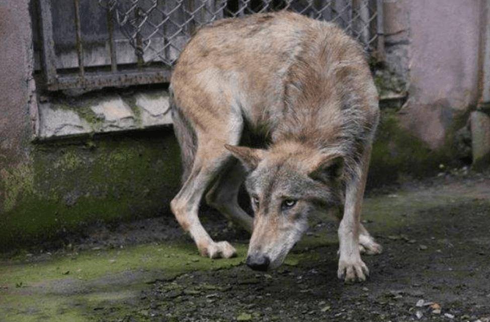 2010年,成都女孩养狼做 儿子 ,11年后结局催人泪下