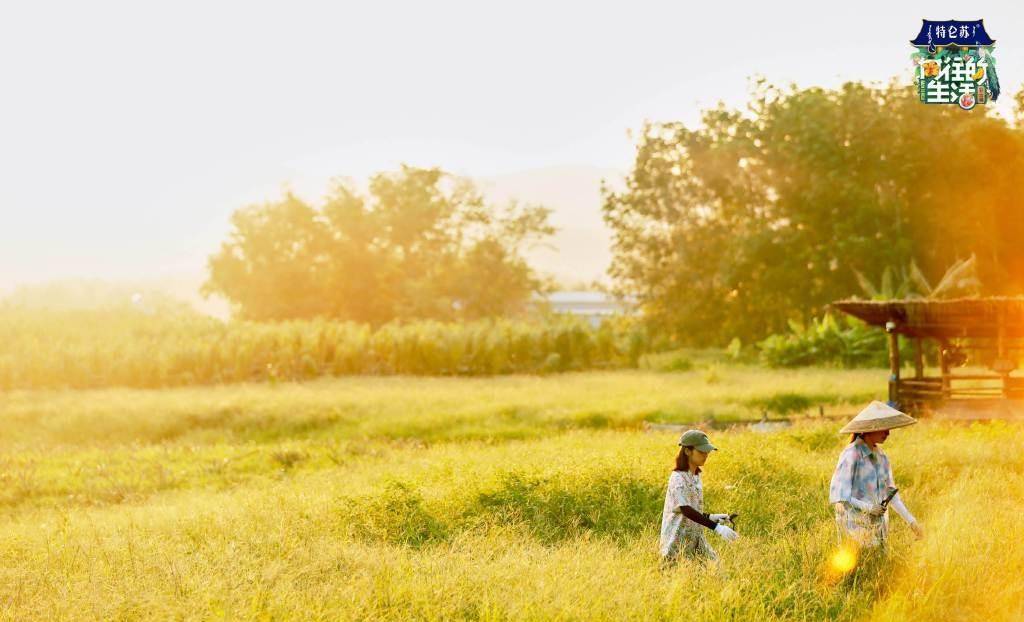 治愈|为何说《向往的生活》的“慢美学”，是治愈“打工人”的心灵鸡汤