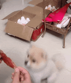 实在太|男子用零食调戏狗,狗表情让人瞬间笑喷,狗:这么做是不是过分了