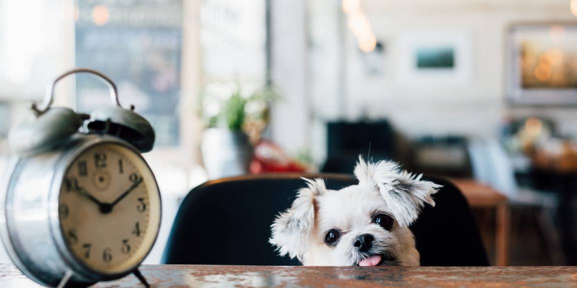 怎么养狗狗新手教程 37f913509a384791b04ca2402a889ab1.jpeg