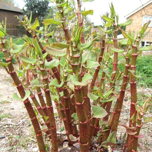 花斑|农村一种植物,农民用来喂猪,我们当零食吃,如今一斤30成稀罕货