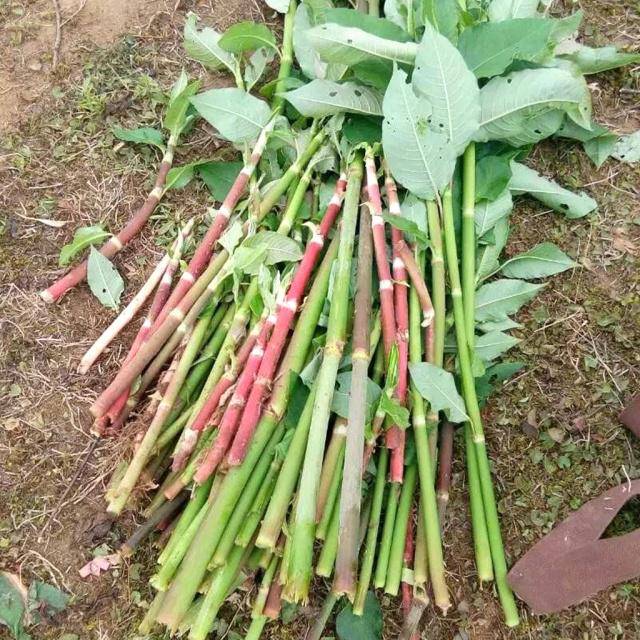 花斑|农村一种植物,农民用来喂猪,我们当零食吃,如今一斤30成稀罕货