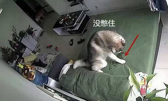 床单男子去外地两天，途中打开监控看了一眼二哈，差点把手机摔了