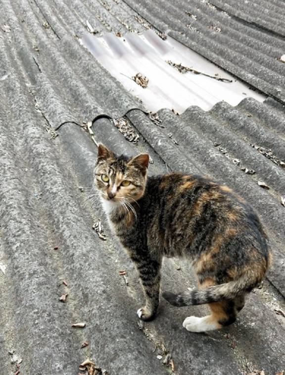 敏锐地养狸花猫之前最好想清楚，做不到这四点，宠主就不要去接触它