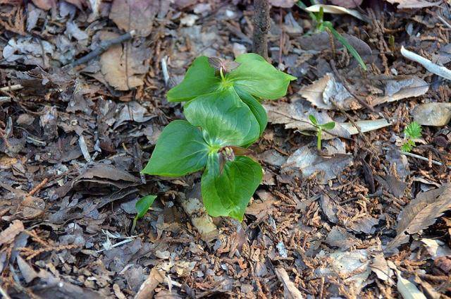 原创农村一种植物三叶一枝花盆栽很漂亮极为珍贵见到别采挖