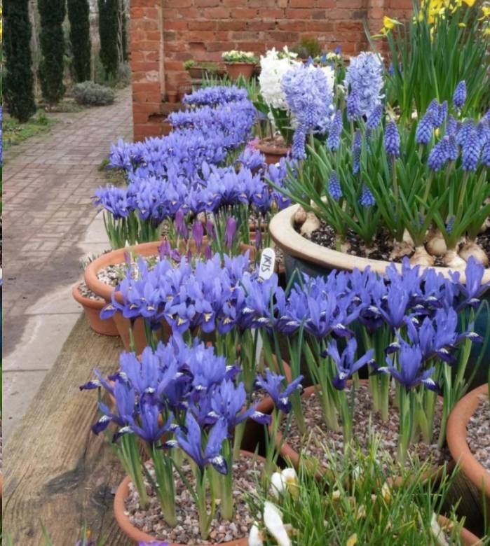 蓝妖:网脉鸢尾怎么种?这样做,年年开花还爱长小崽_花卉_种植_的花园