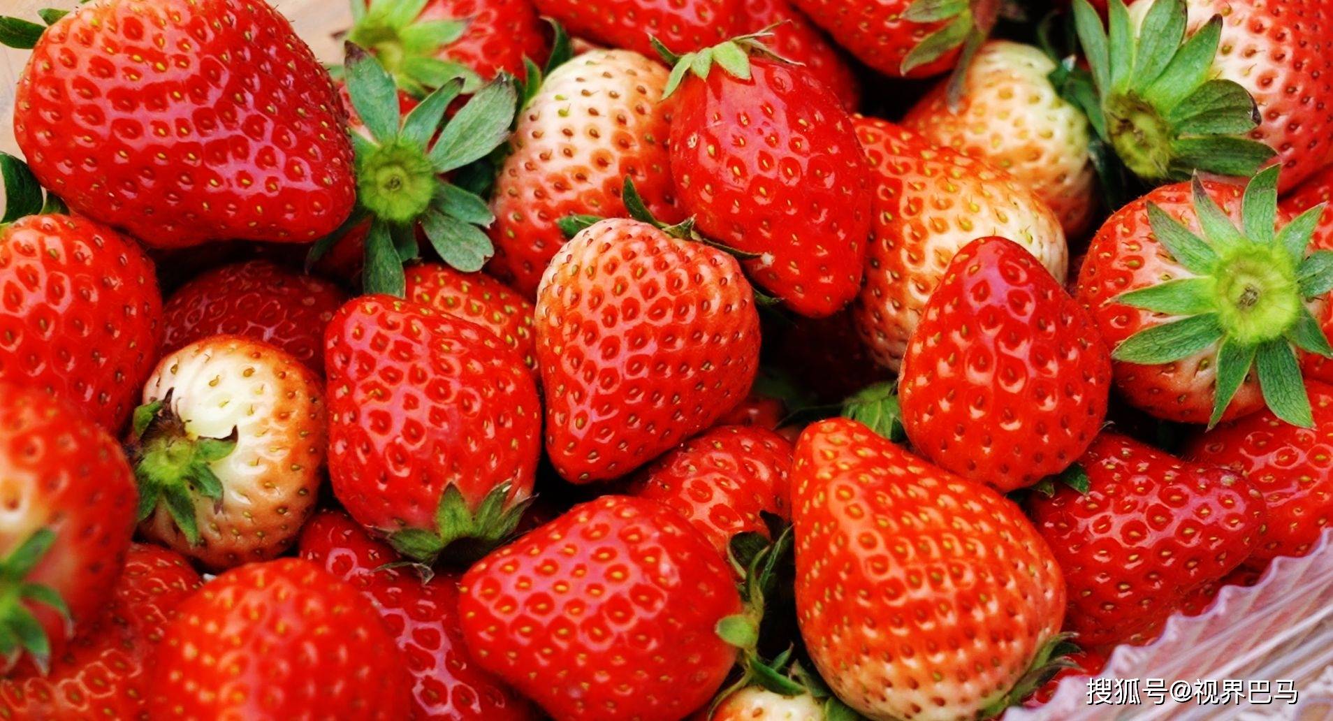 巴马：草莓采摘正当时 享受“莓”好时光