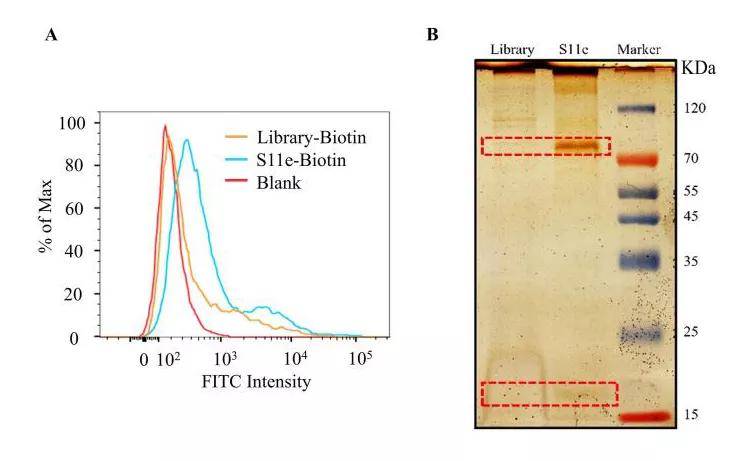 恶性肿瘤|【shRNA慢病毒文章分享】Bioactive Materials ‖湖南大学胡小晓团队揭示核…