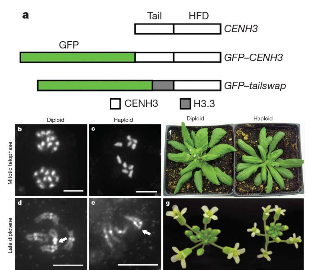 gfp