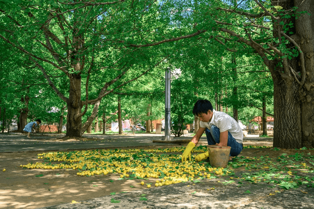 乡村|2021年，属于腾冲银杏村的高光时刻