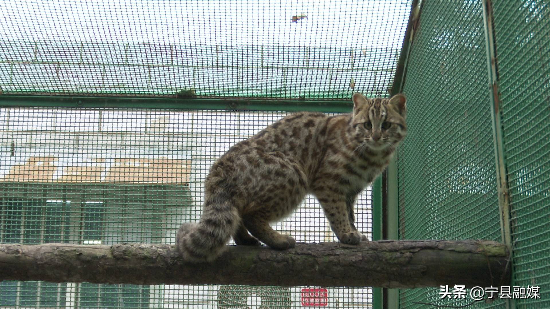 豹猫咬死人图片