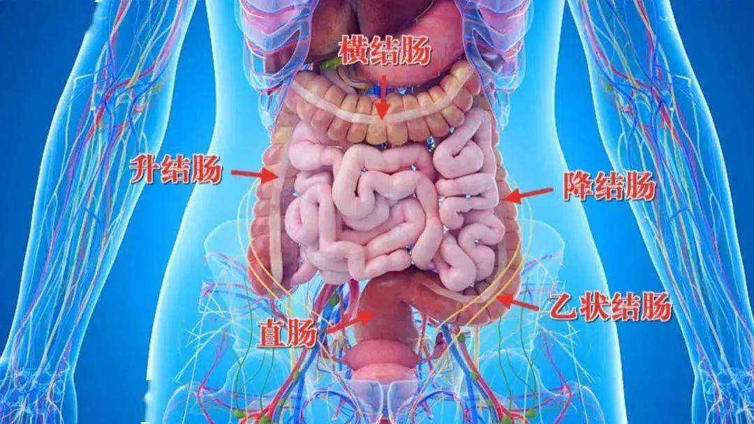 人体肠道位置图片