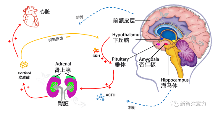 腦科學家依大腦結構的職責,將大腦大致分為舊皮層,邊緣系統,新皮層三