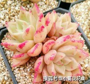 5种高颜值多肉,每一种都很特别,好养又漂亮,新手也会养!_叶片_植株_时候