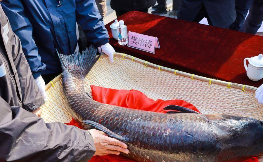 山东一条青鱼卖出46.8万“天价”，买家称很值，这是为啥？
