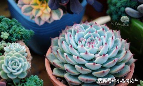 新手多肉怎么养才好看 0d705fb3fa994effa85abc3699561d34.jpeg